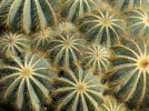 Parodia magnifica