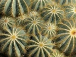 Notocactus magnificus, Parodia magnifica