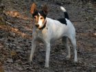 Le Parson Russell Terrier, un chien sportif