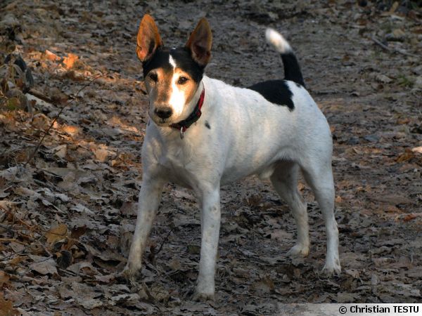 Le Parson Russell Terrier