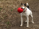 Le chien au quotidien