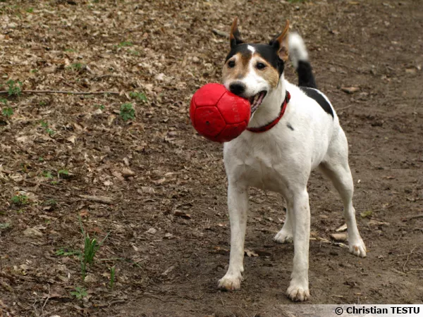 Un Parson Russel Terrier jouant avec son maître