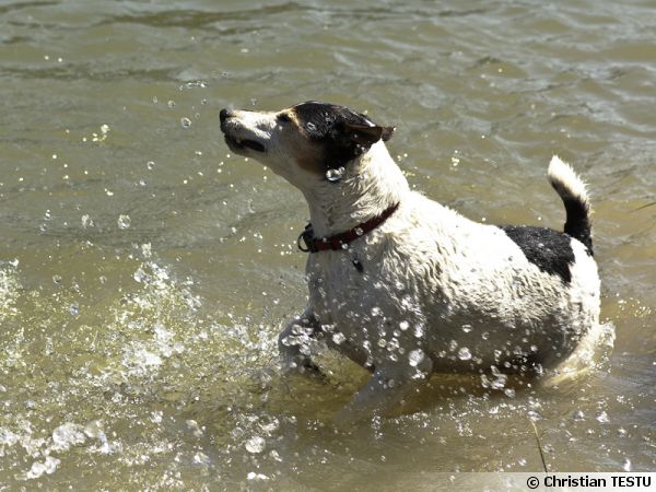 Un Parson Russel Terrier heureux dans l'eau