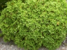 Granium citronnelle, Plargonium citron, Pelargoniumcitronellum