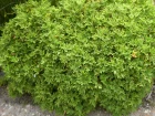 Granium citronnelle, Plargonium citron, Pelargoniumcitronellum