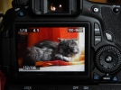 Russir la photo de son animal de compagnie