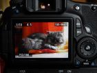 Photographier les animaux de compagnie Photographier les animaux de compagnie