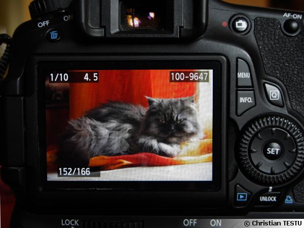 Photographier les animaux de compagnie