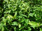 Coriandre vietnamienne, Basilic chinois, Menthe vietnamienne, Rau ram, Persicaria odorata