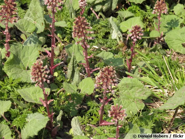 Grand pétasite, Pétasite officinale, Petasites hybridus