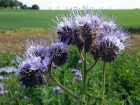 Phaclie  feuilles de tanaisie, Phacelia tanacetifolia