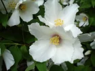 Seringat  macule pourpre, Seringat Belle toile, Philadelphus x purpureomaculatus