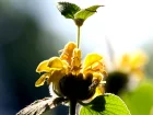 Phlomis arbustif, Sauge de Jrusalem arbustive, Phlomis fructicosa