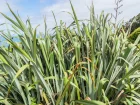 Lin des montagnes, Phormium des Montagnes, Phormium de Cook, Phormium cookianum