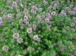 Crucianelle, Lilas de terre, Phuopsis stylosa Crucianelle, Lilas de terre, Phuopsis stylosa