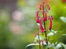 Fuchsia du Cap,Phygelius aequalis