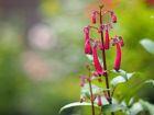 Fuchsia du Cap,Phygelius aequalis