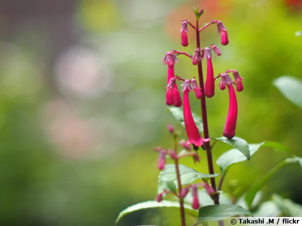 Phygelius aequalis 'New Sensation'
