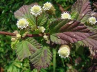 Verveine sucrante, Lippia sucre, Sucre des Aztques, Lippia dulcis