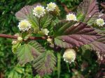 Verveine sucrante, Lippia sucrée, Sucre des Aztèques, Lippia dulcis
