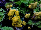 Le blob, une substance visqueuse dote d'une certaine intelligence