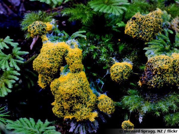 Un étrange organisme que l'on peut rencontrer en forêt : le “Blob”