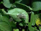 Champignons invasifs, des plantes en pril