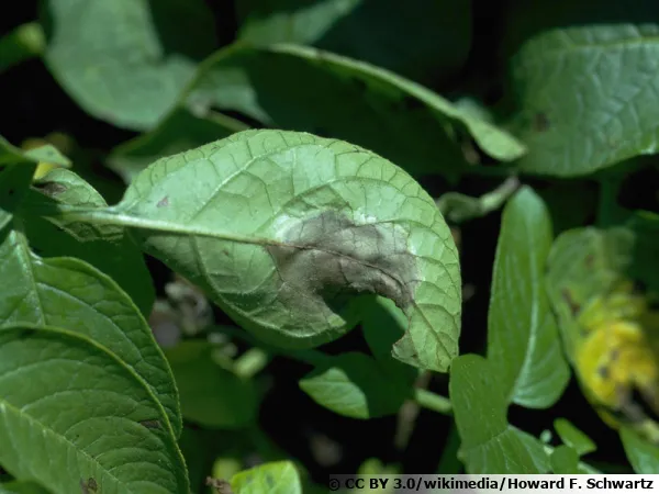 Le tristement clbre Phytophthora infestans sur une feuille de pomme de terre