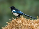 La pie bavarde, un oiseau bruyant
