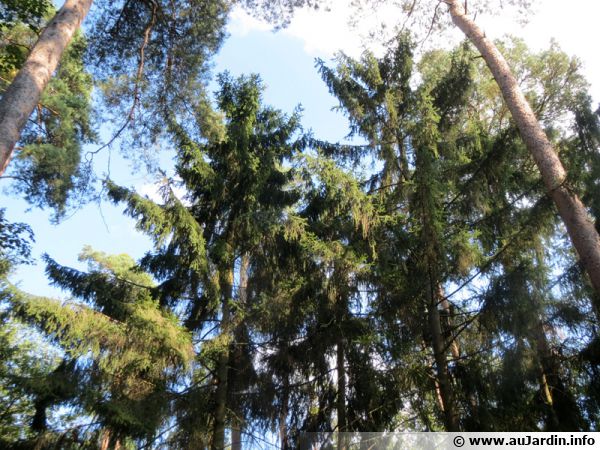 ÉPINETTE 'Nid d'Oiseau' – Les arbres de la Vallée