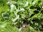 Pistachier vrai, Pistacia vera