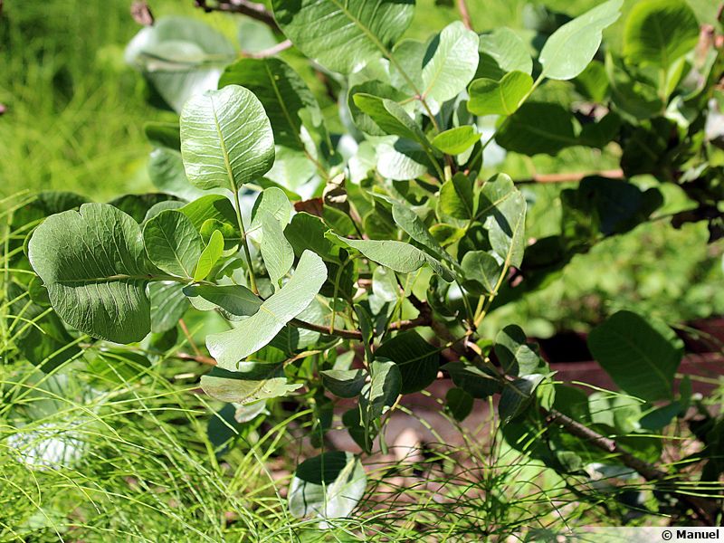 Comment appelle-t-on la femelle de pistachier