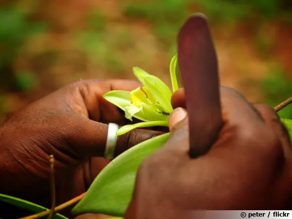 La vanille de culture a besoin d'une pollinisation manuelle pour produire des fruits, les fameuses gousses
