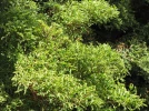 Aralia de Chine, Aralia Ming, Polyscias fruticosa