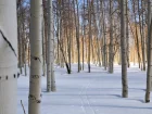 Tremble, Populus tremula