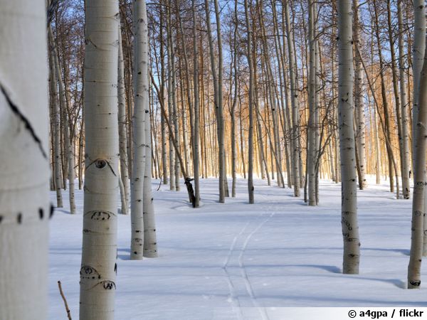 Tremble, Populus tremula