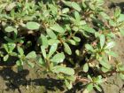Pourpier potager, Portulaca oleracea