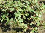 Pourpier potager, Portulaca oleracea Pourpier potager, Portulaca oleracea