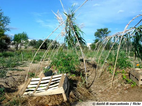 Un potager sur buttes  bien des avantages...