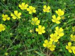 Potentille rampante, Quintefeuille, Herbe à cinq feuilles, Main-de-Mars, Potentilla reptans