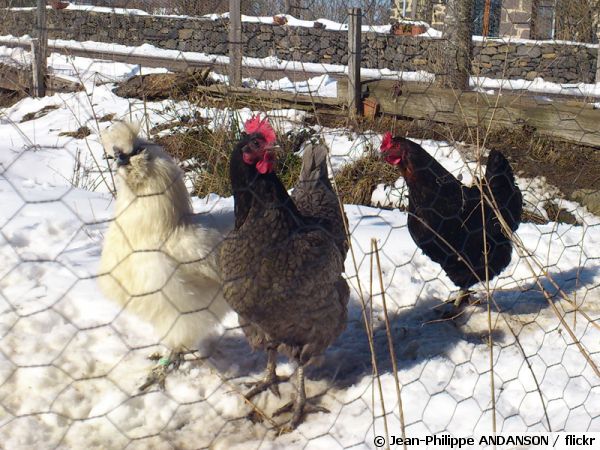 Plan De Poulailler Construction Poulailler élevage Poules Pondeuses