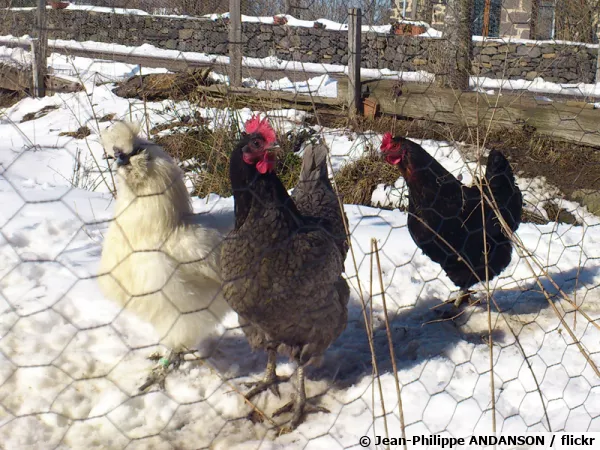 Les poules dans la neige par une belle journée