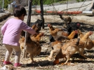 Bien nourrir ses poules