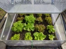 Pourquoi installer une serre de jardin et que planter ?