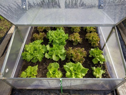 Pourquoi installer une serre de jardin et que planter ?