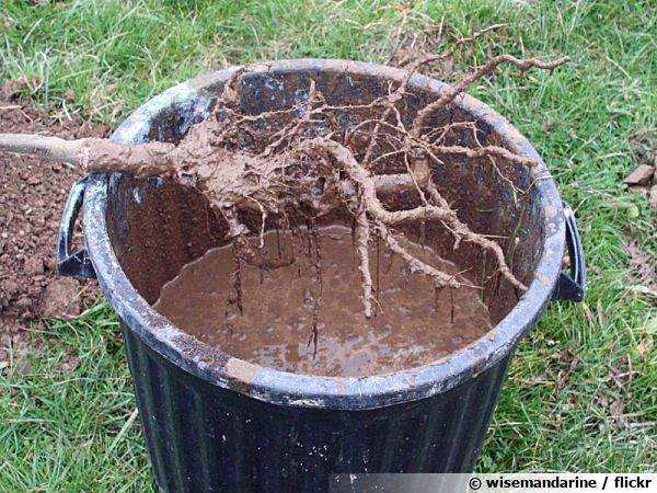 Le pralinage avant plantation d'un arbre