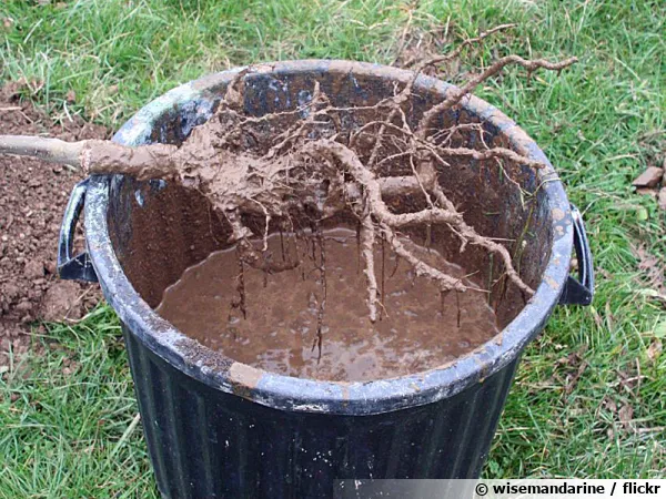 Le pralinage avant plantation d'un arbre