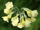 Primevre du Sikkim, Primula sikkimensis