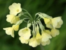 Primev�re du Sikkim, Primula sikkimensis