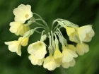 Primevre du Sikkim, Primula sikkimensis
